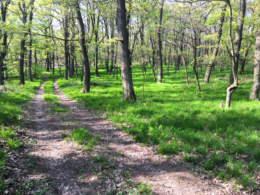 Svätojurský MTB maratón 2019 - trasa: prvé stúpanie nad Svätým Jurom